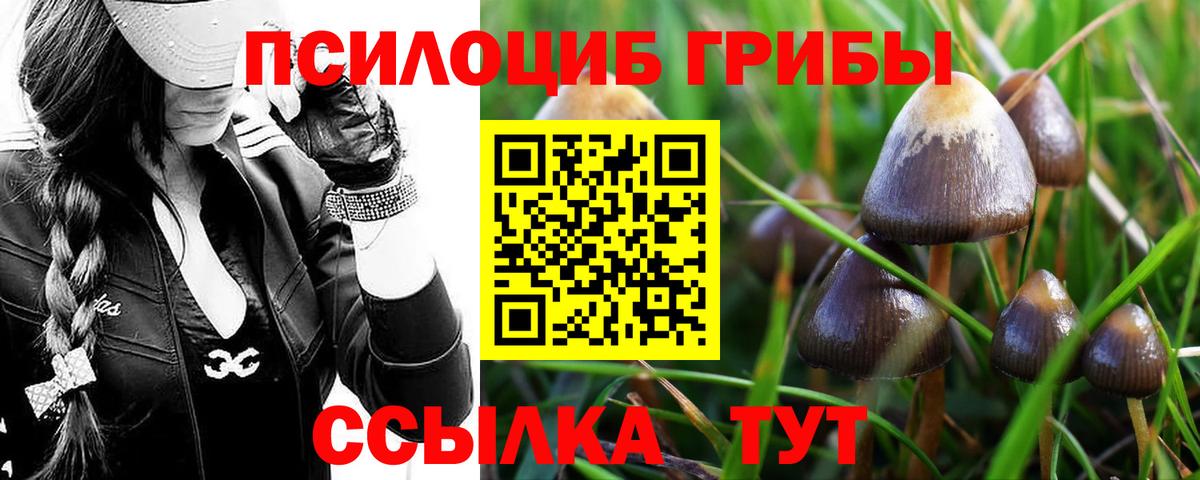 Псилоцибиновые грибы Cubensis Дивногорск